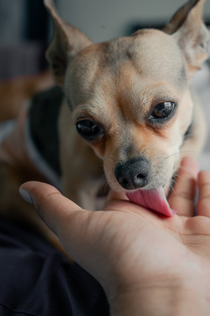 Dog Licking a Person's Hand